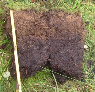 Bild von Moorwachstum