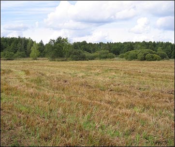 Bild von Wiesenbereich