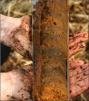 Bild von Braunmoostorf und Detritusmudde