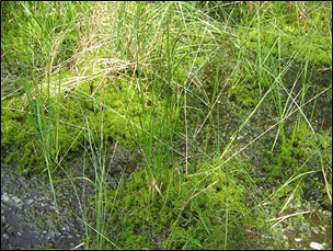 Bild von Torfmoosrasen