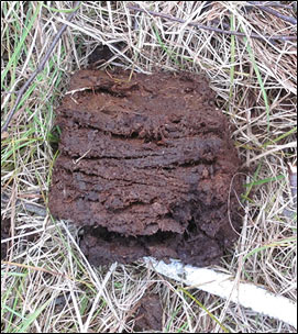 Bild von Moorsackung