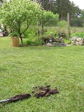 Bild von Kleingarten