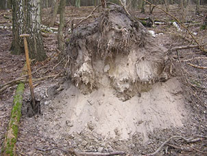 Bild von Flugsand