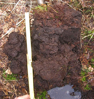Bild von Moorrand