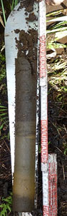 Bild von Organomudde