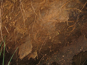 Bild von Baumscheibe