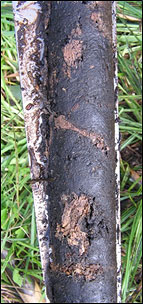 Bild von Schilftorf