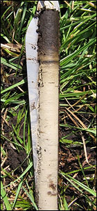 Bild von Bohrkern