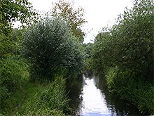 Moorgebiet