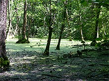 Moorgebiet
