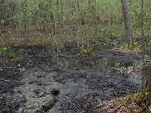 Moorgebiet
