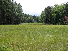 Moorgebiet
