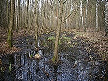 Moorgebiet