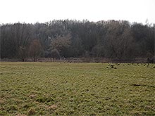 Moorgebiet