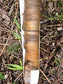 Moorklappe