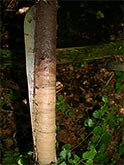 Moorklappe