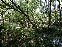 Moorklappe