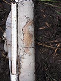 Moorklappe Holztorf