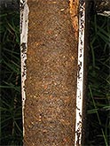Moorklappe