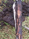 Moorklappe