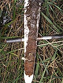 Moorklappe