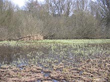 Vegetation