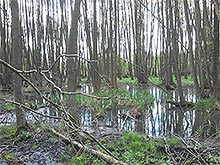 Vegetation