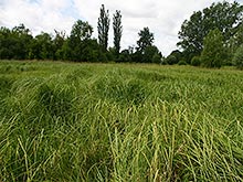 Vegetation