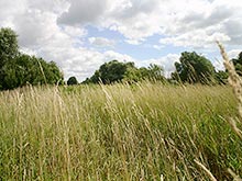 Vegetation