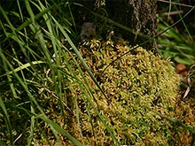 Vegetation