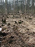 Vegetation