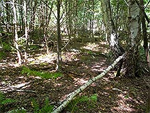 Vegetation