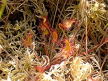 Vegetation