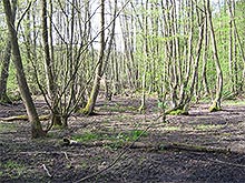 Vegetation