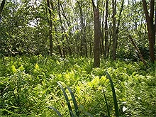 Vegetation