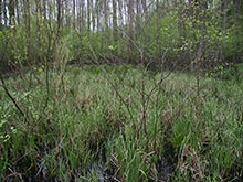 Vegetation