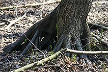 Vegetation
