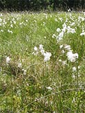 Vegetation