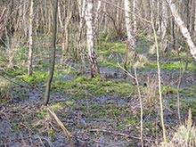 Vegetation