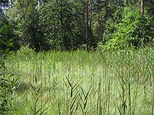 Vegetation