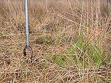 Vegetation
