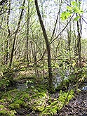 Vegetation