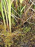Vegetation