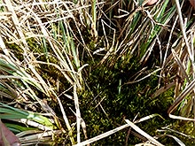 Vegetation