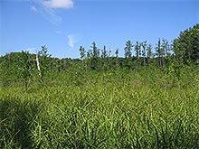 Vegetation