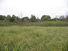 Naturnahes Großseggenried
