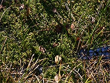 Vegetation
