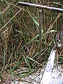 Vegetation