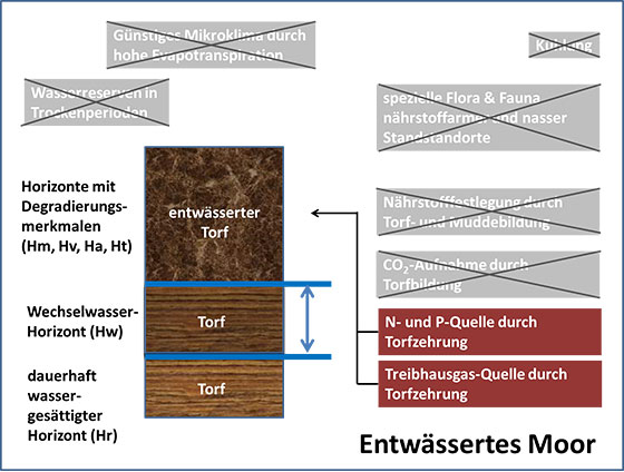 entwässertes Moor
