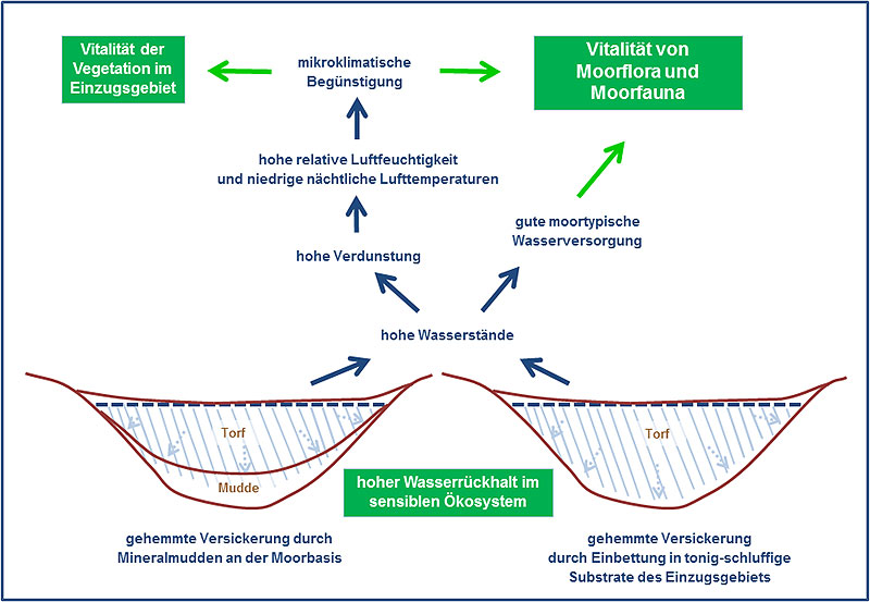 wasserretention